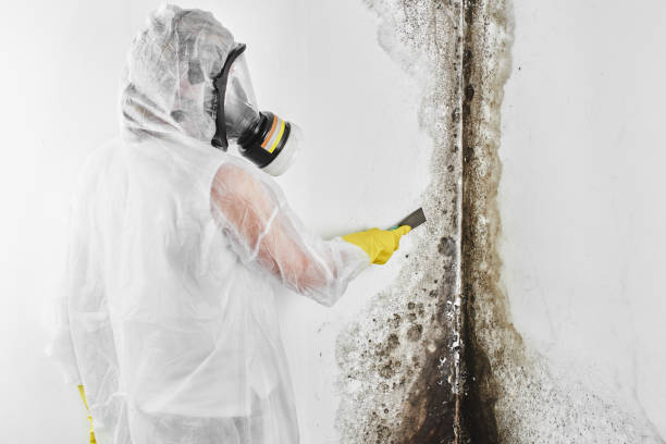 Best Mold Damage Repair  in Yulee, FL