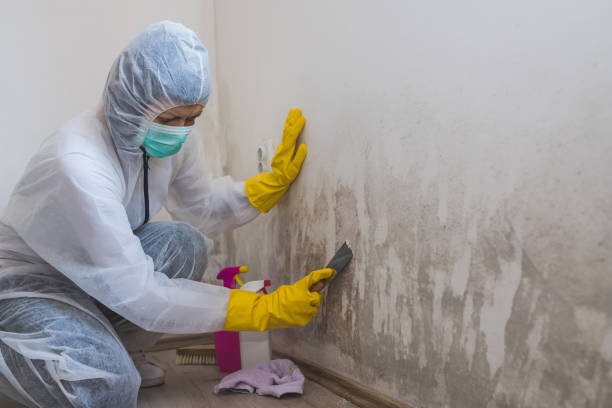 Certified Mold Removal in Yulee, FL