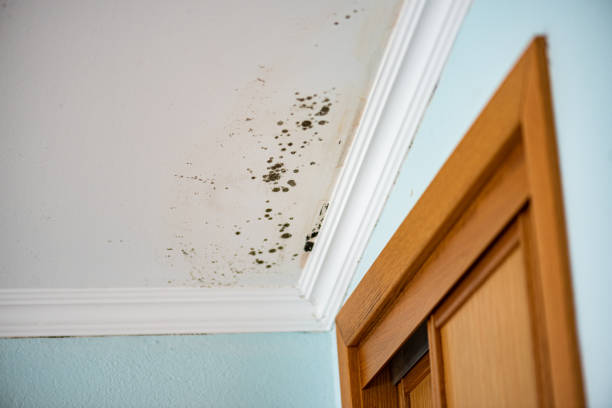 Home Mold Removal in Yulee, FL